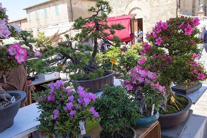 Monteriggioni Un Fiore di Castello - 20 maggio 2017